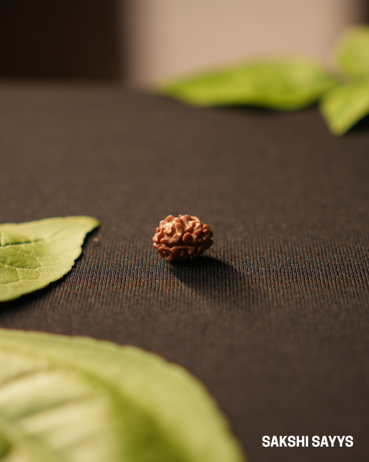 2 MUKHI RUDRAKSHA