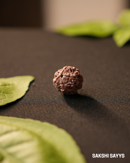 5 MUKHI RUDRAKSHA