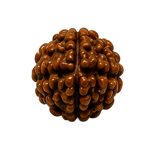 5 Mukhi Rudraksha